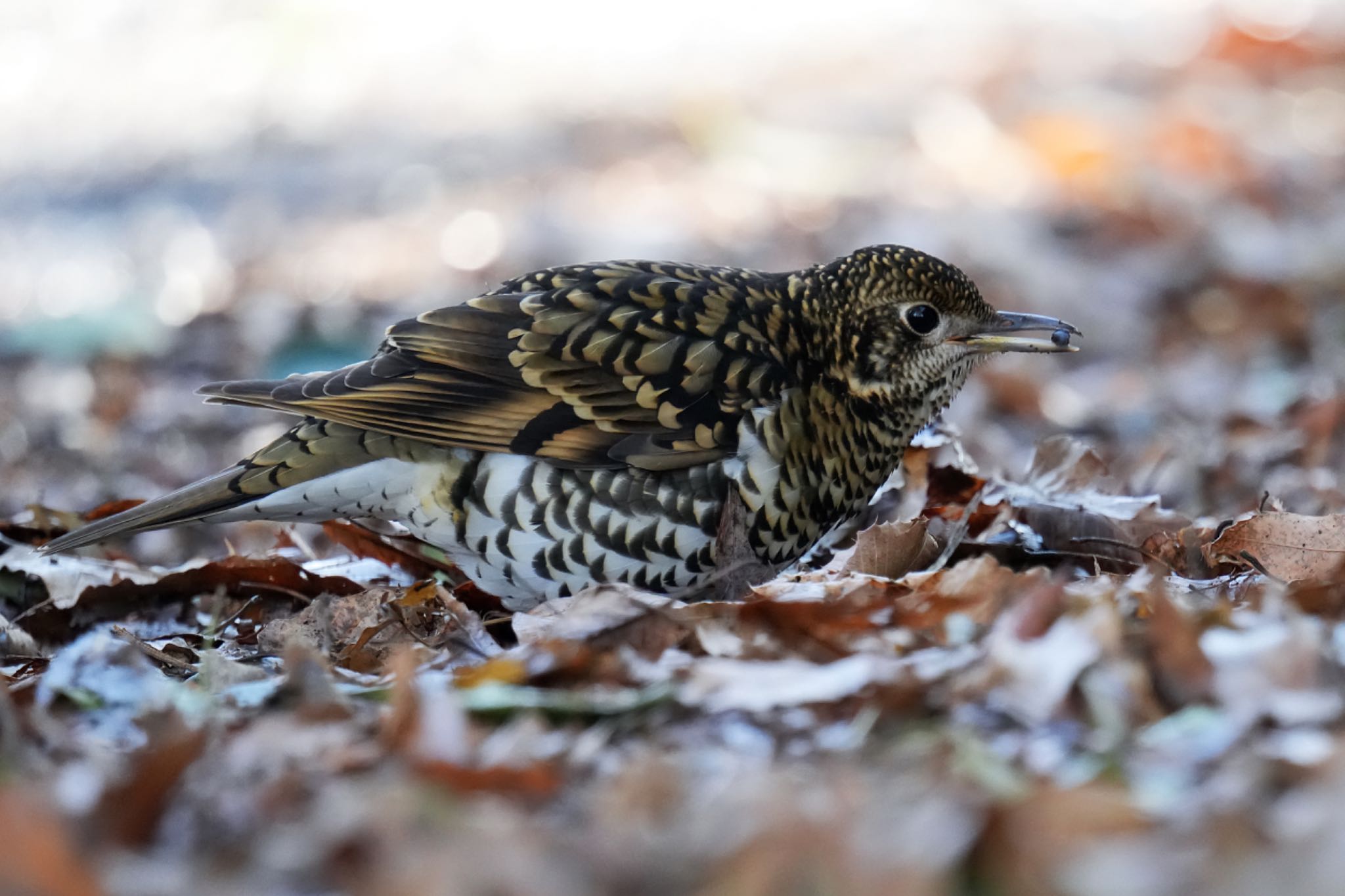 White's Thrush