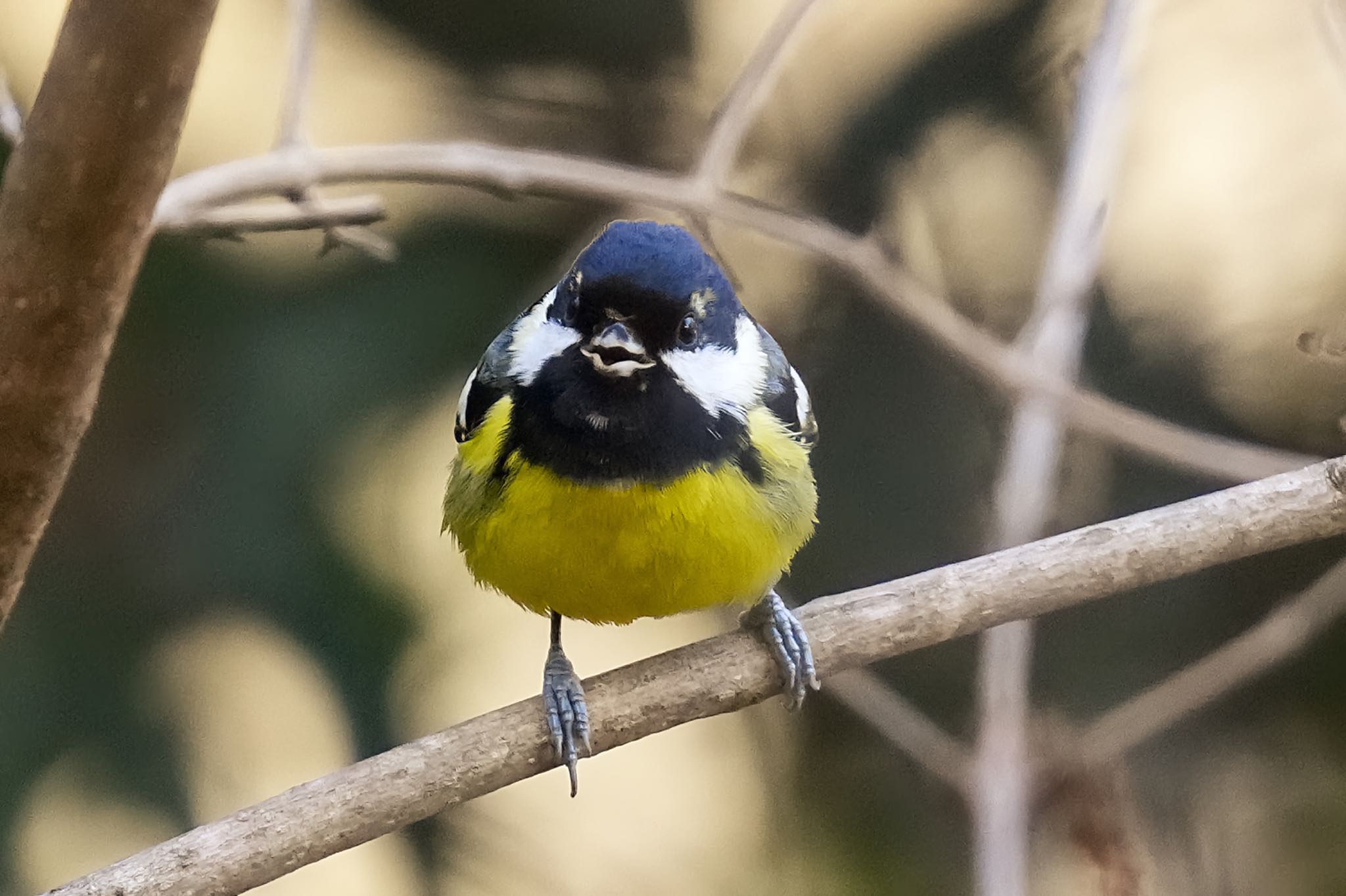 Yellow-bellied Tit