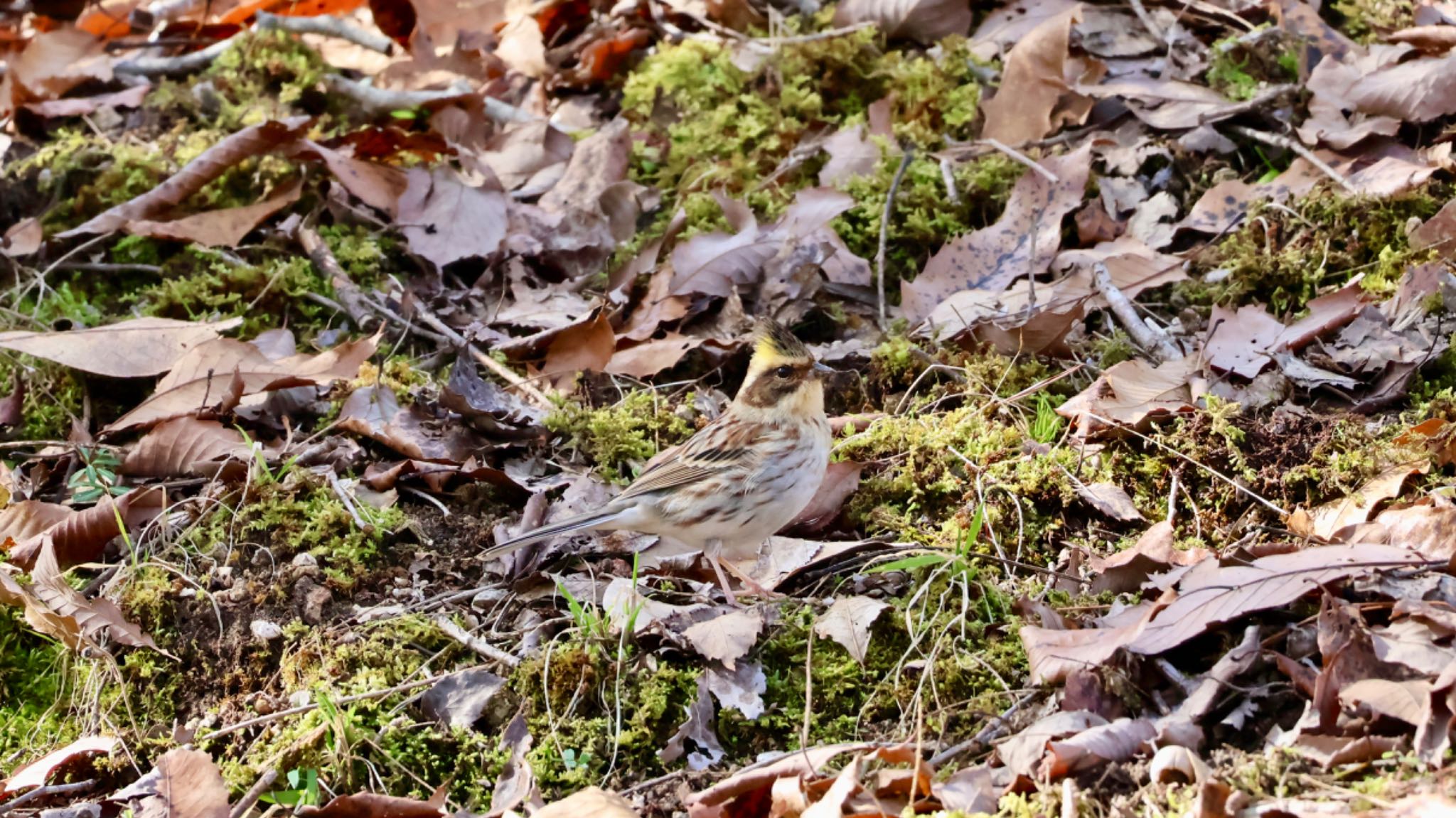 Photo of Yellow-throated Bunting at Arima Fuji Park by 洗濯バサミ