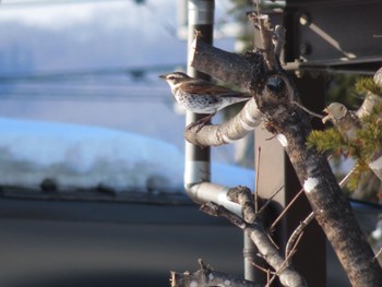 2023年2月13日(月) 十勝北部の野鳥観察記録