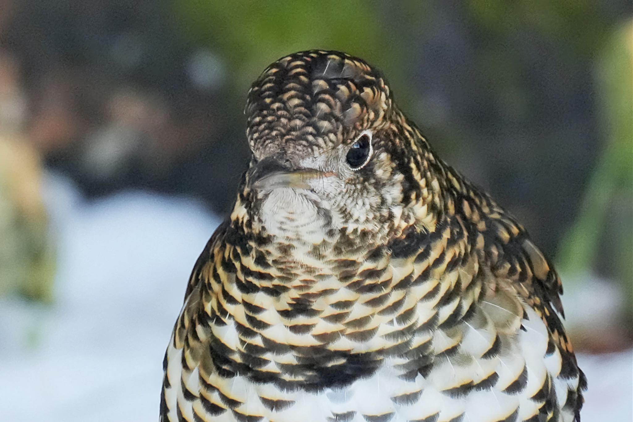 White's Thrush