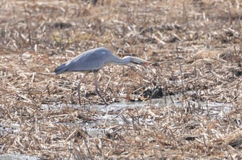 Grey Heron 平城京跡 Sun, 2/12/2023