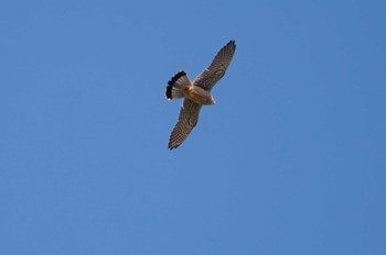 Common Kestrel 平城京跡 Sun, 2/12/2023