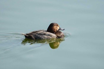 Common Pochard 奈良市水上池 Sun, 2/12/2023