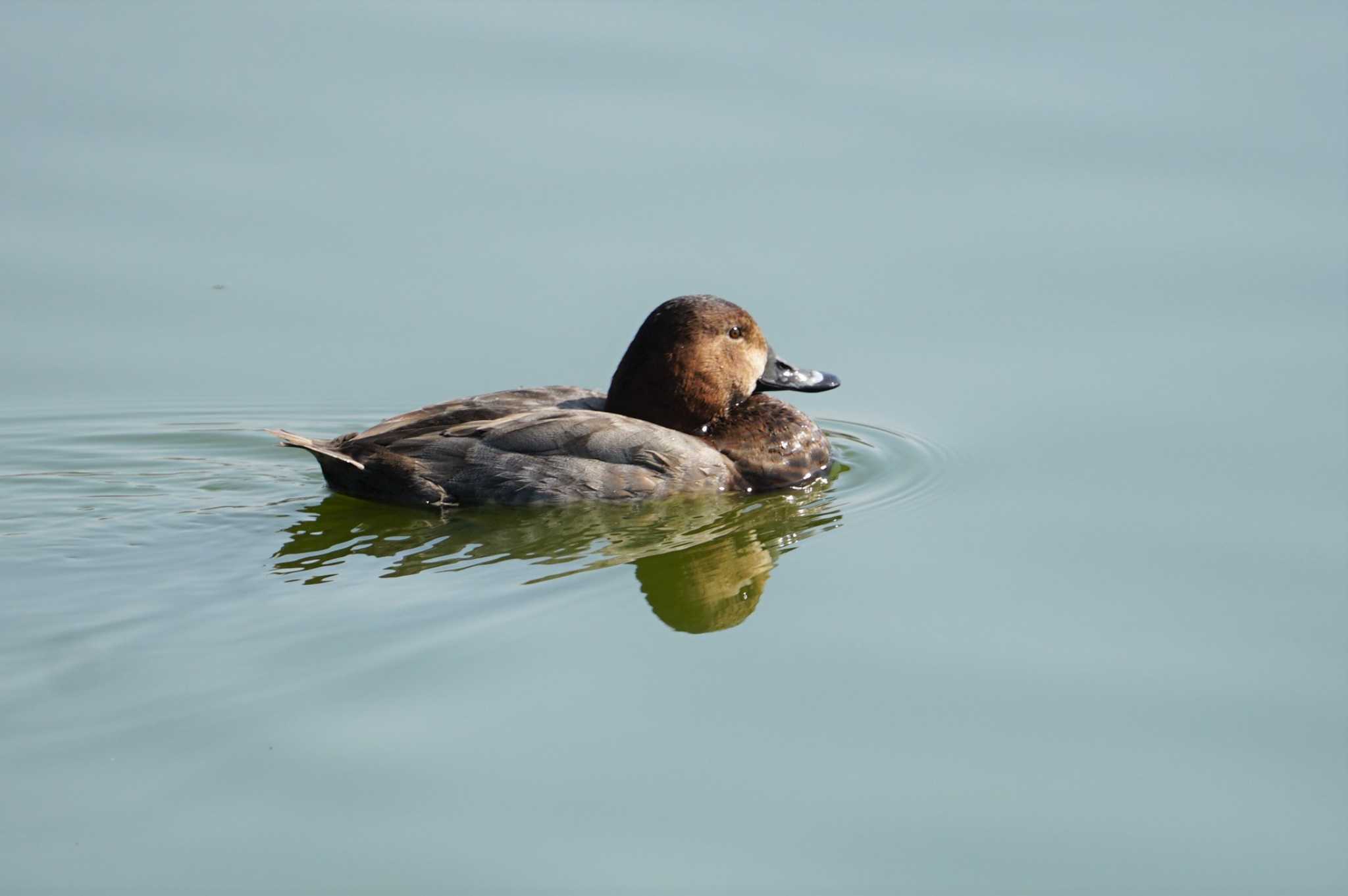 Photo of Common Pochard at 奈良市水上池 by マル