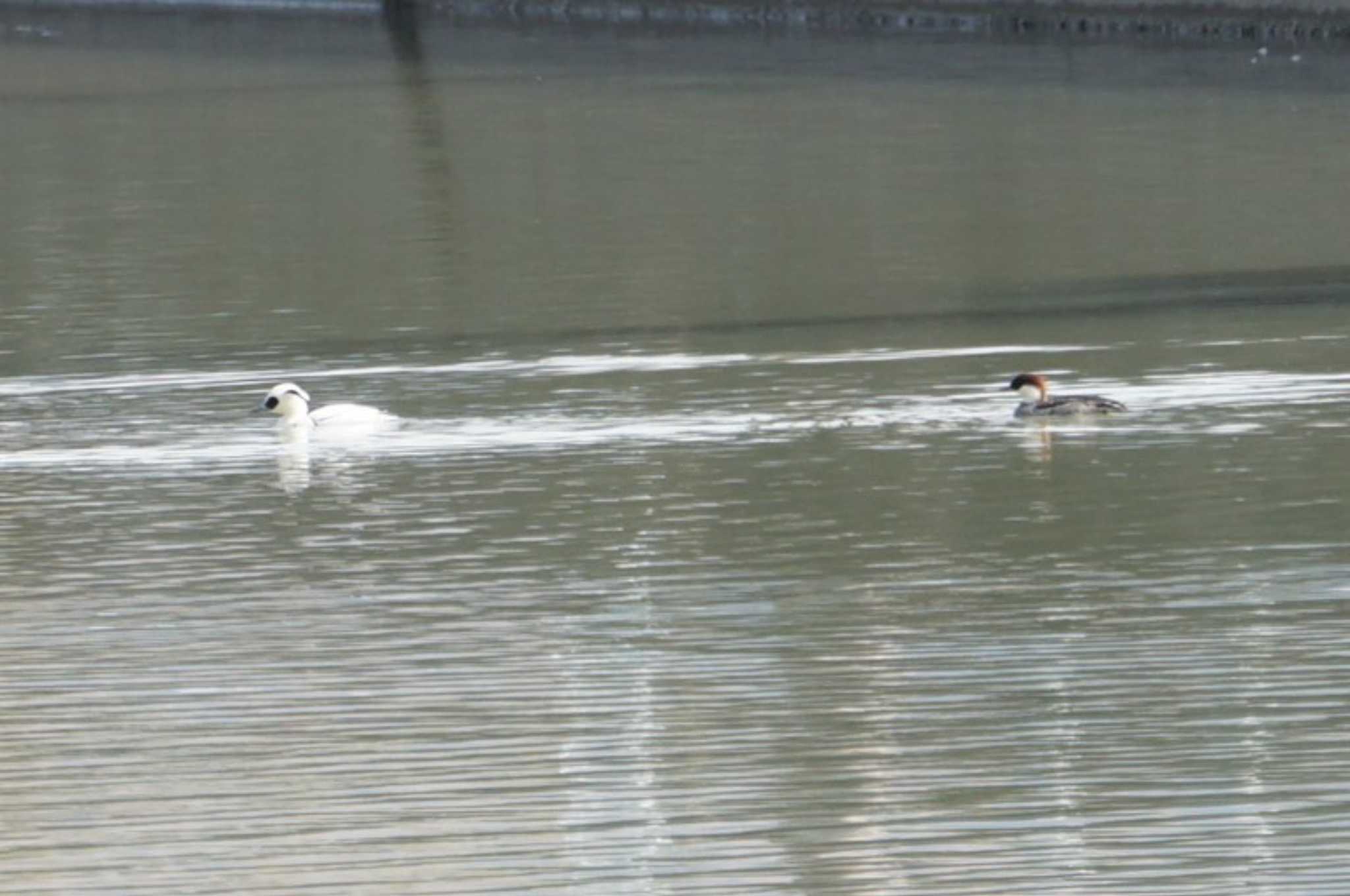 Photo of Smew at 奈良市水上池 by マル