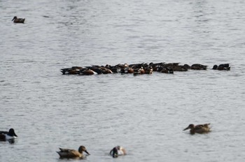 Northern Shoveler 垂仁天皇陵 Sun, 2/12/2023