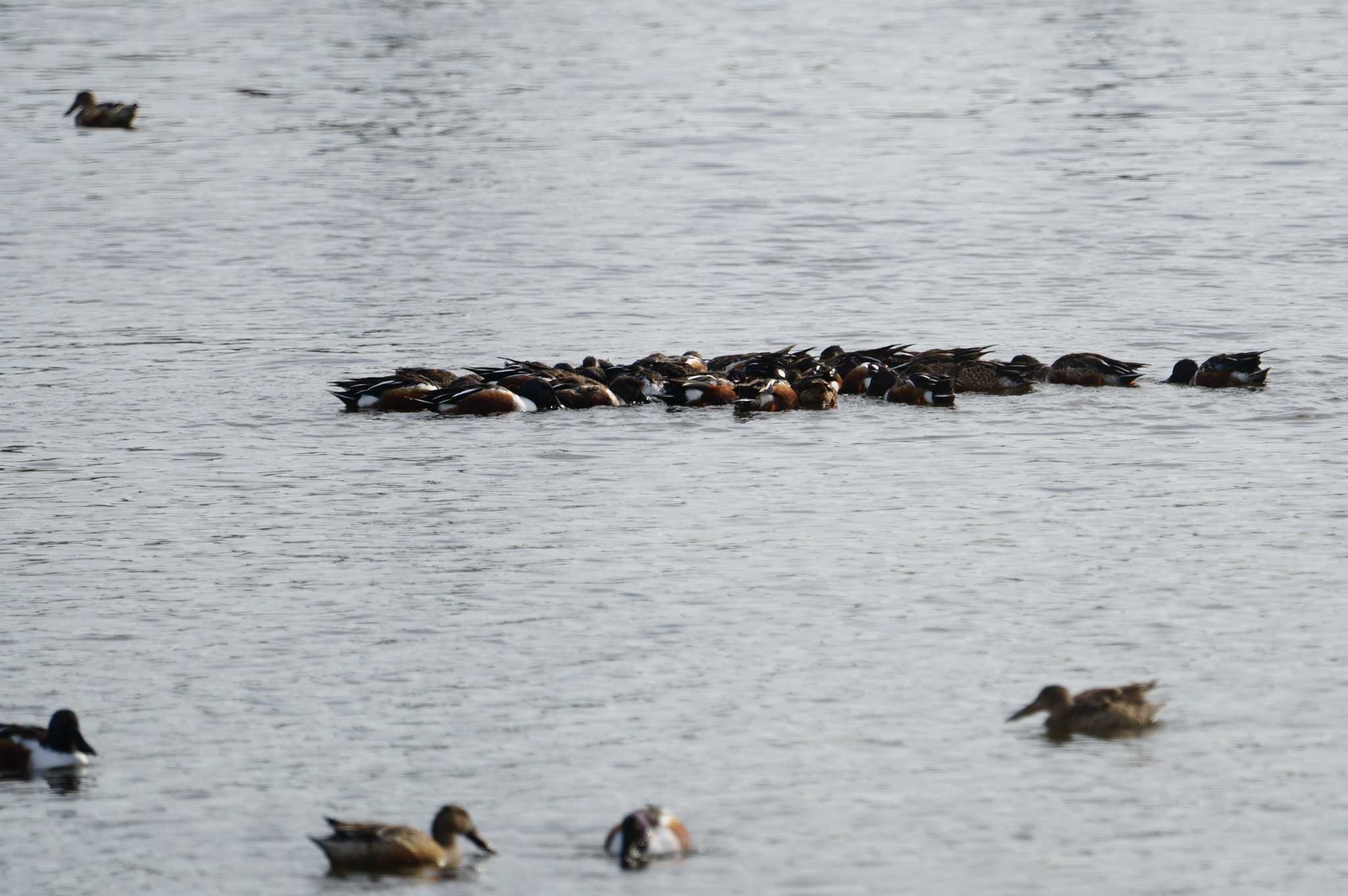 Photo of Northern Shoveler at 垂仁天皇陵 by マル