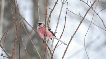 2023年2月12日(日) おいらせ町いちょう公園(青森県おいらせ町)の野鳥観察記録