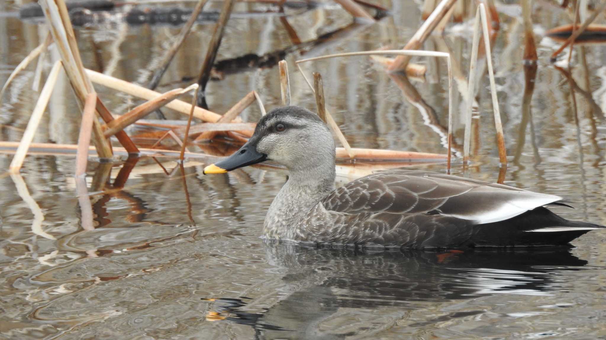 おいらせ町いちょう公園(青森県おいらせ町) カルガモの写真 by 緑の風