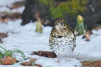 White's Thrush Akigase Park Sat, 2/11/2023