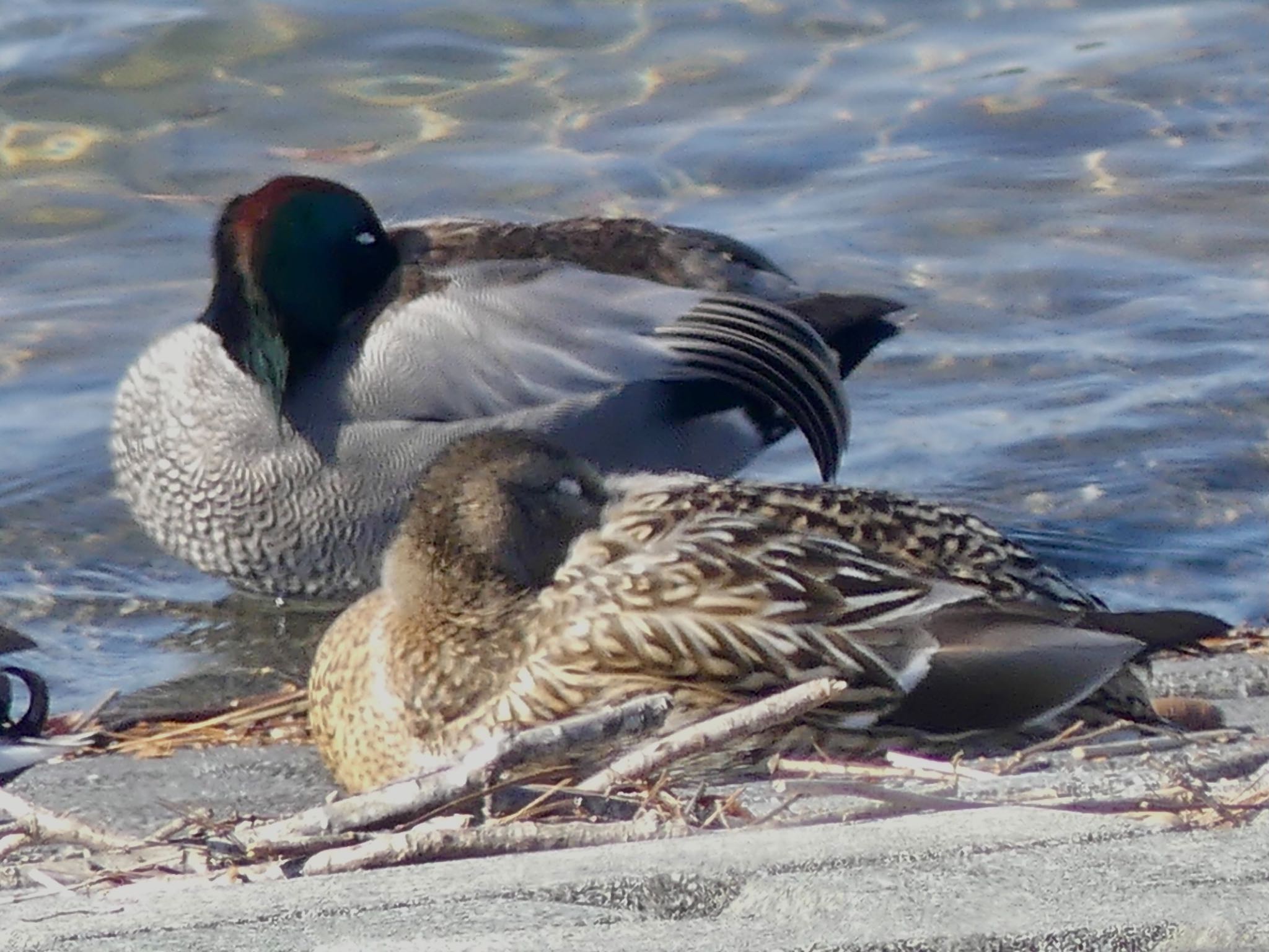 Falcated Duck