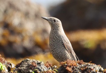 2023年2月12日(日) 南伊豆 弓ヶ浜海岸の野鳥観察記録