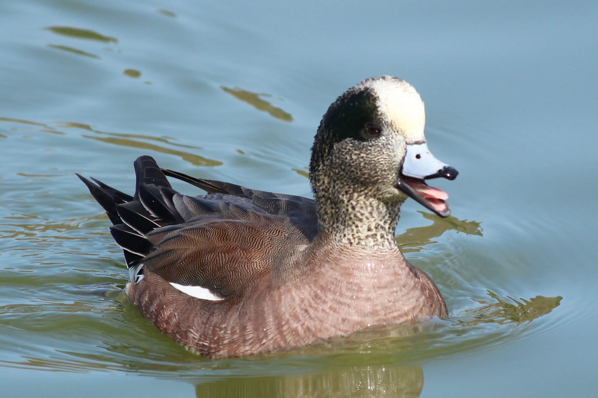 Photo of American Wigeon at Osaka Tsurumi Ryokuchi by Rikaooooo