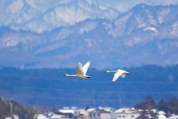 コハクチョウ 福島潟 2023年2月6日(月)