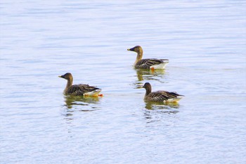 Taiga Bean Goose Fukushimagata Mon, 2/6/2023