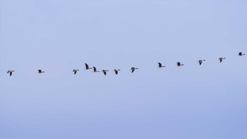 Greater White-fronted Goose Fukushimagata Mon, 2/6/2023