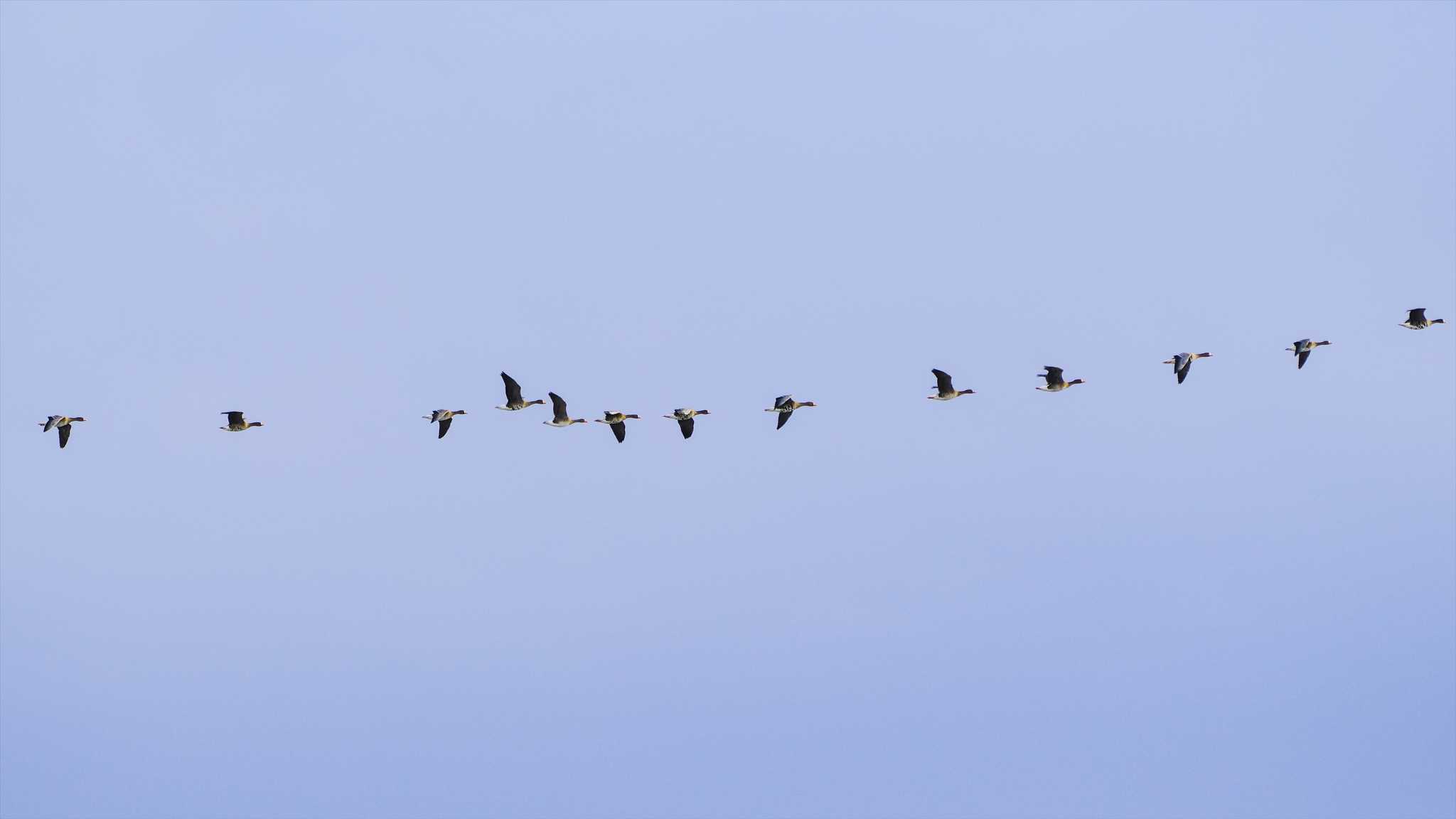 Greater White-fronted Goose