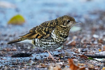 White's Thrush Akigase Park Sat, 2/11/2023