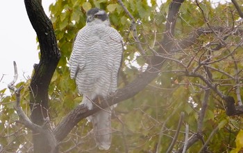 Eurasian Goshawk 万代池 Mon, 2/13/2023