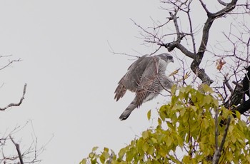 Eurasian Goshawk 万代池 Mon, 2/13/2023