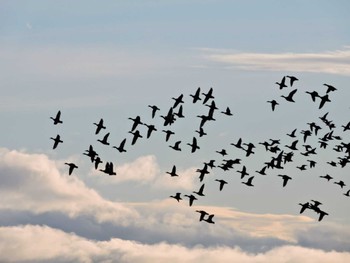 2023年1月16日(月) ウトナイ湖の野鳥観察記録