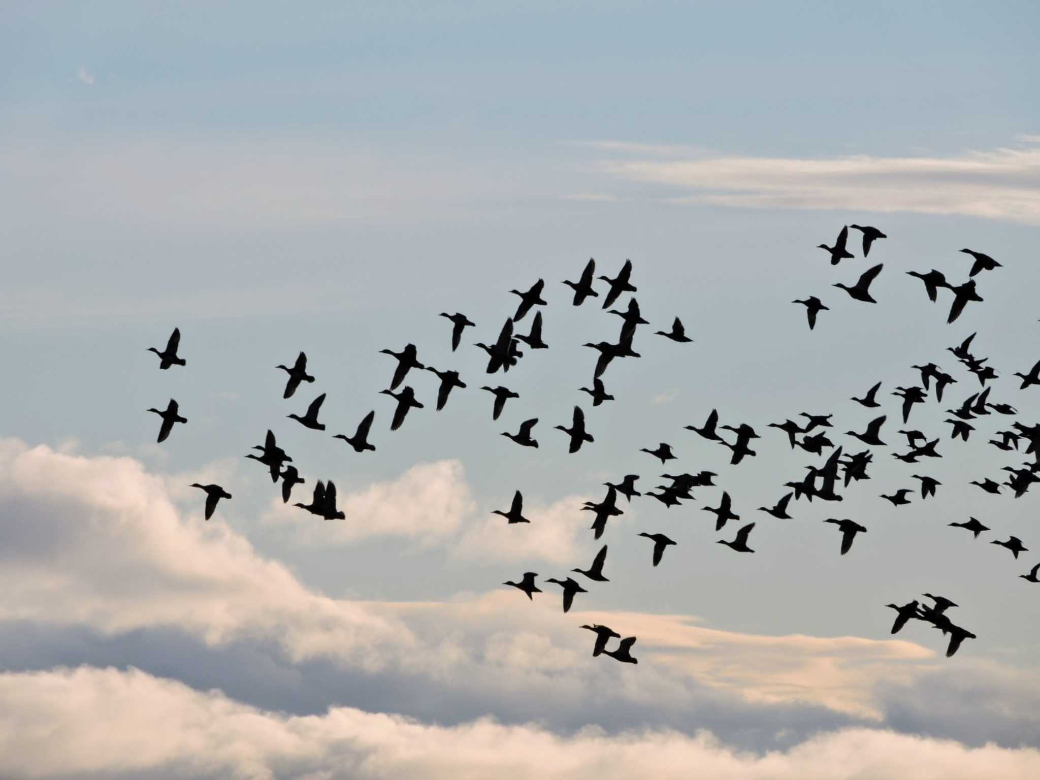 Photo of Mallard at Lake Utonai by おもち