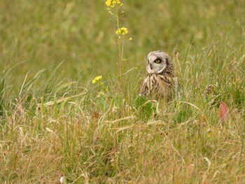 2023年2月12日(日) 三郷市の野鳥観察記録