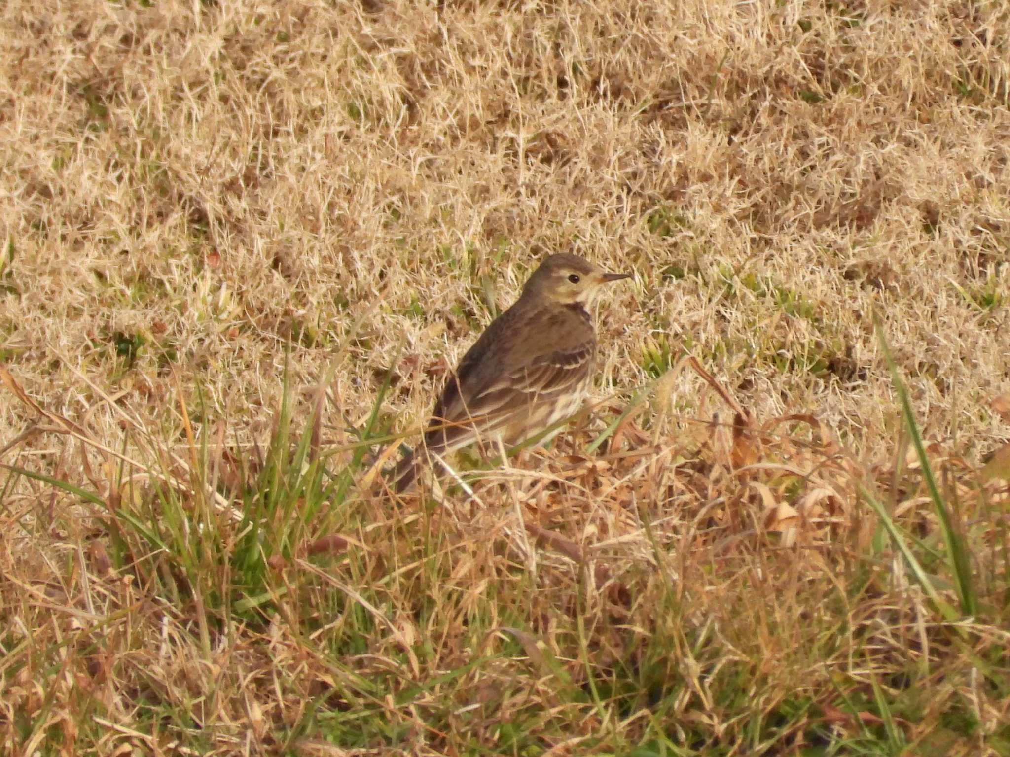 タヒバリ