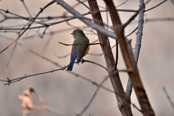 Sun, 2/12/2023 Birding report at Kodomo Shizen Park