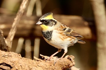 Yellow-throated Bunting 各務野自然遺産の森 Sat, 2/11/2023