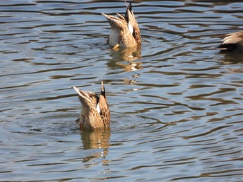 Sat, 2/11/2023 Birding report at Shimizu Park(Chiba, Noda)