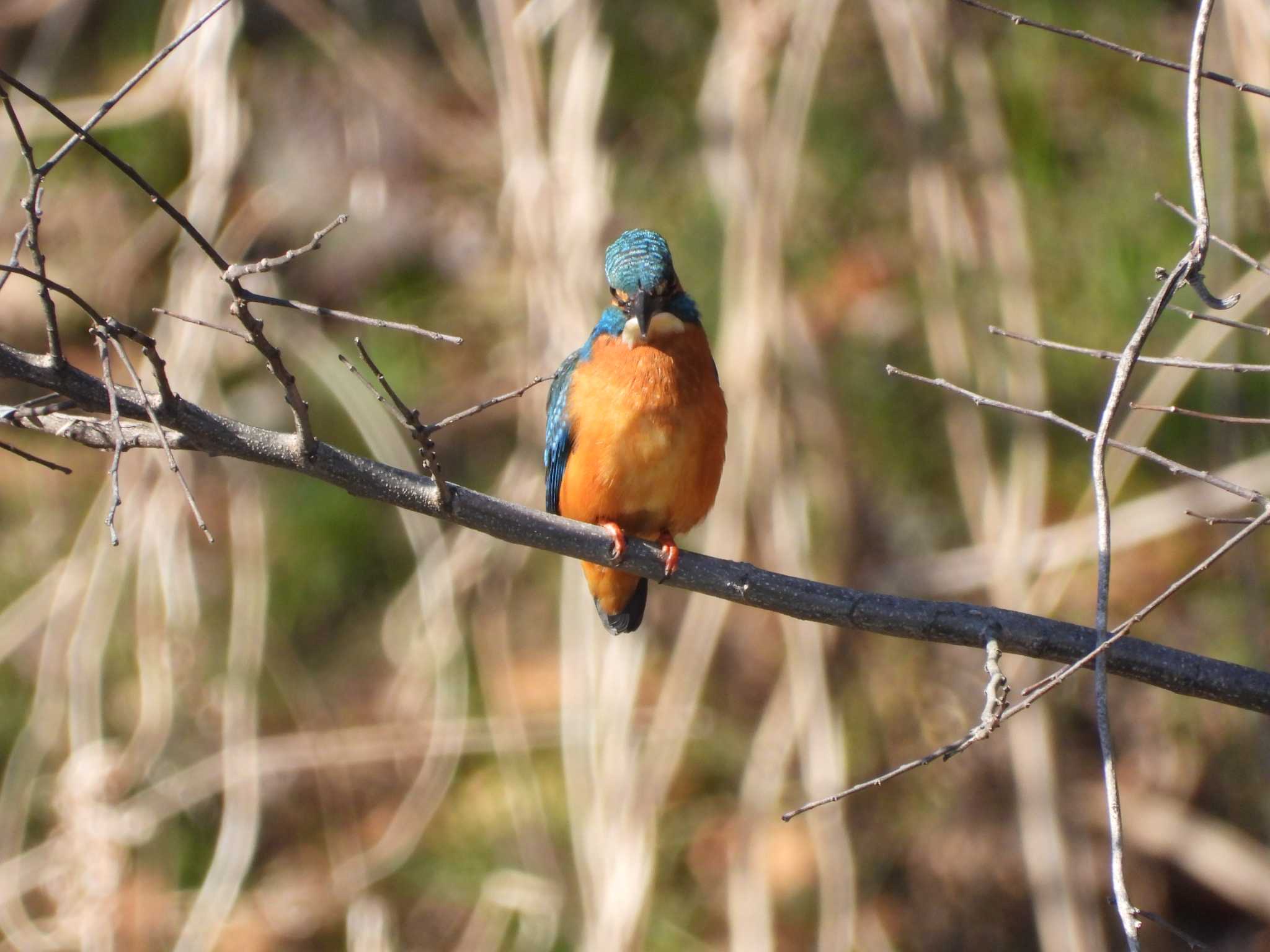 Common Kingfisher