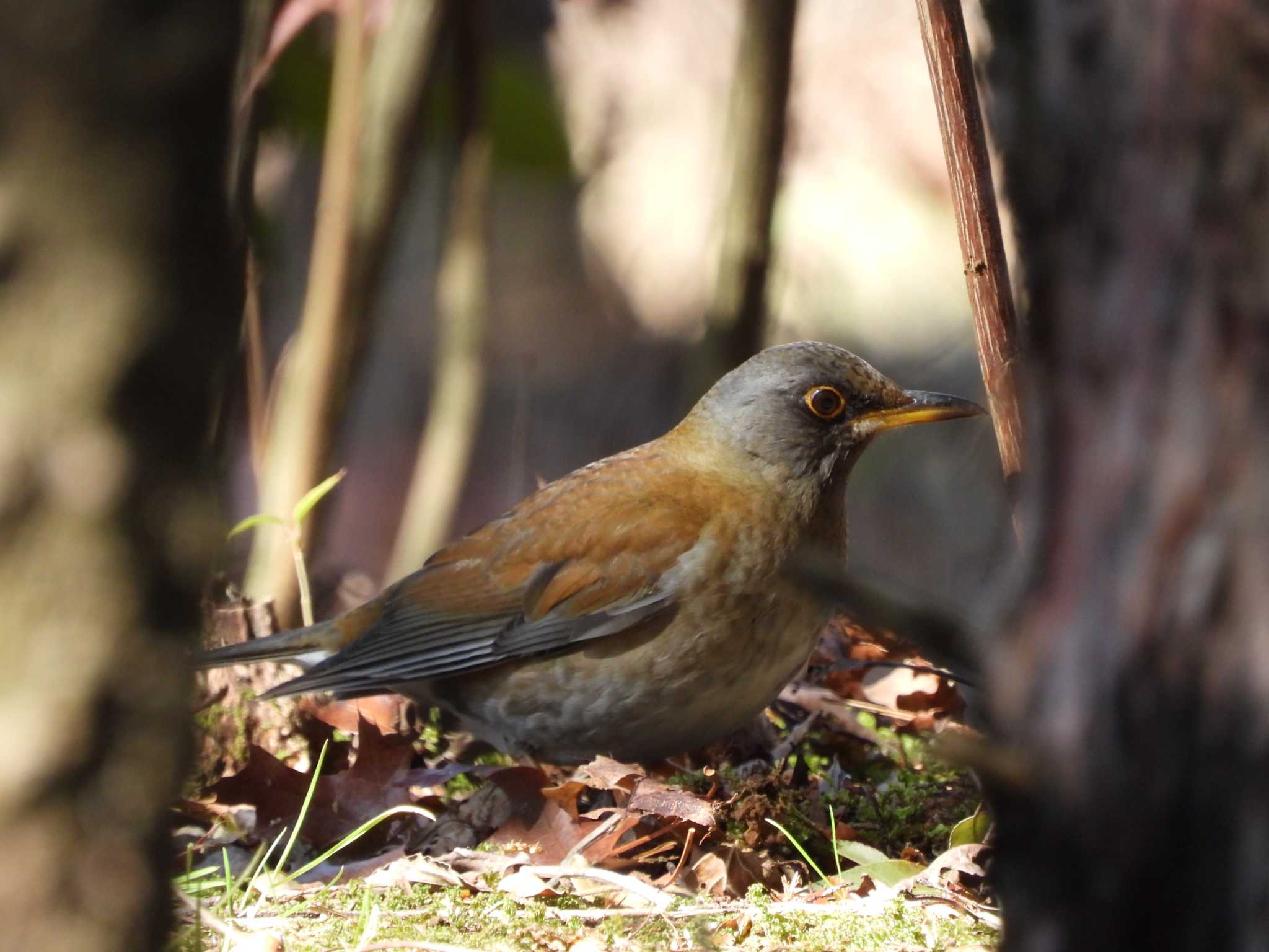 Brown-headed Thrush