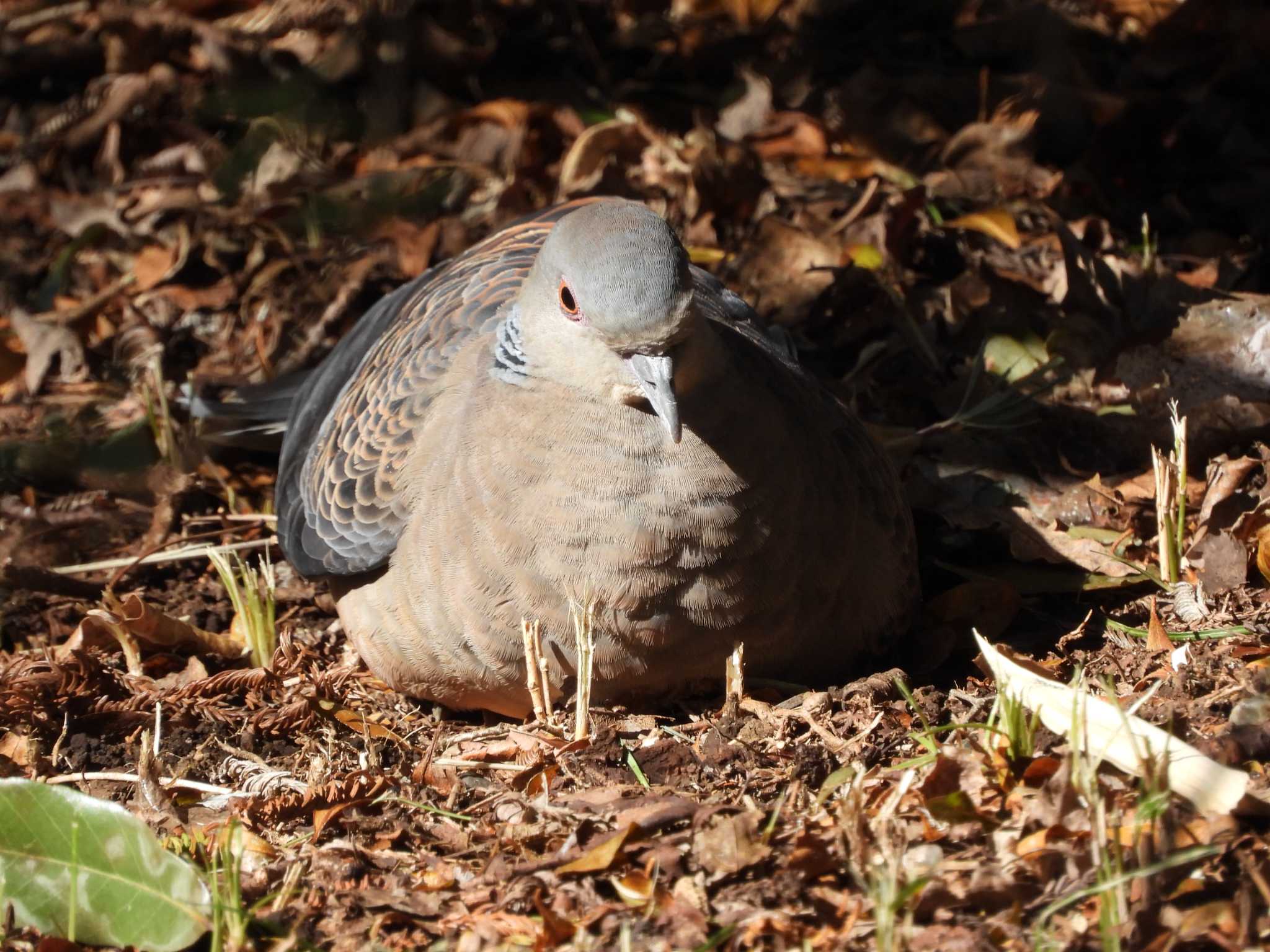 Oriental Turtle Dove