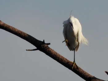 コサギ 東京港野鳥公園 2023年2月11日(土)