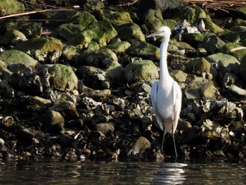 コサギ 東京港野鳥公園 2023年2月11日(土)