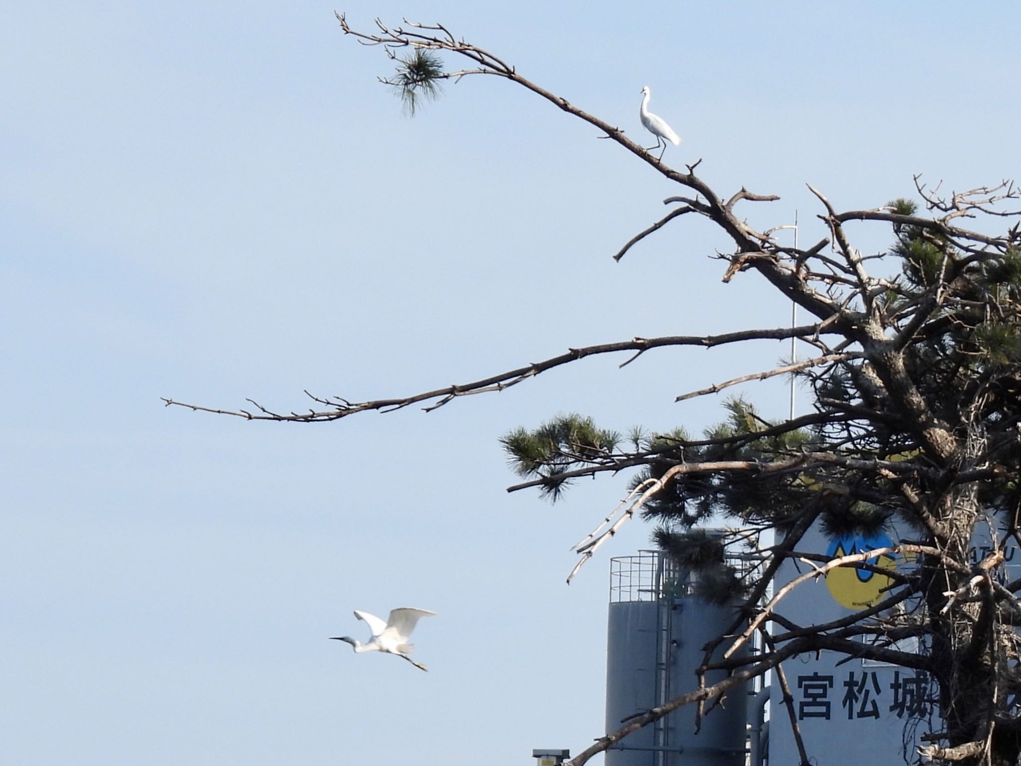 東京港野鳥公園 コサギの写真 by くー