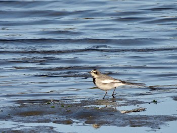 ハクセキレイ 東京港野鳥公園 2023年2月11日(土)