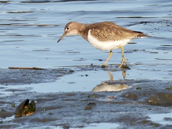 イソシギ 東京港野鳥公園 2023年2月11日(土)