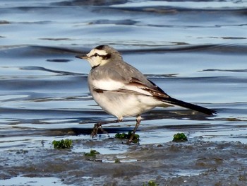 ハクセキレイ 東京港野鳥公園 2023年2月11日(土)