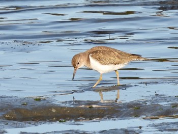 イソシギ 東京港野鳥公園 2023年2月11日(土)