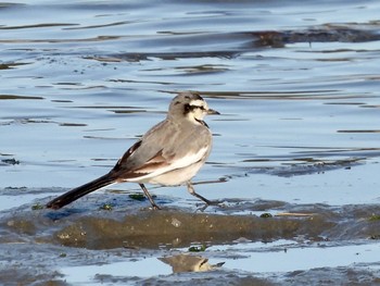 ハクセキレイ 東京港野鳥公園 2023年2月11日(土)