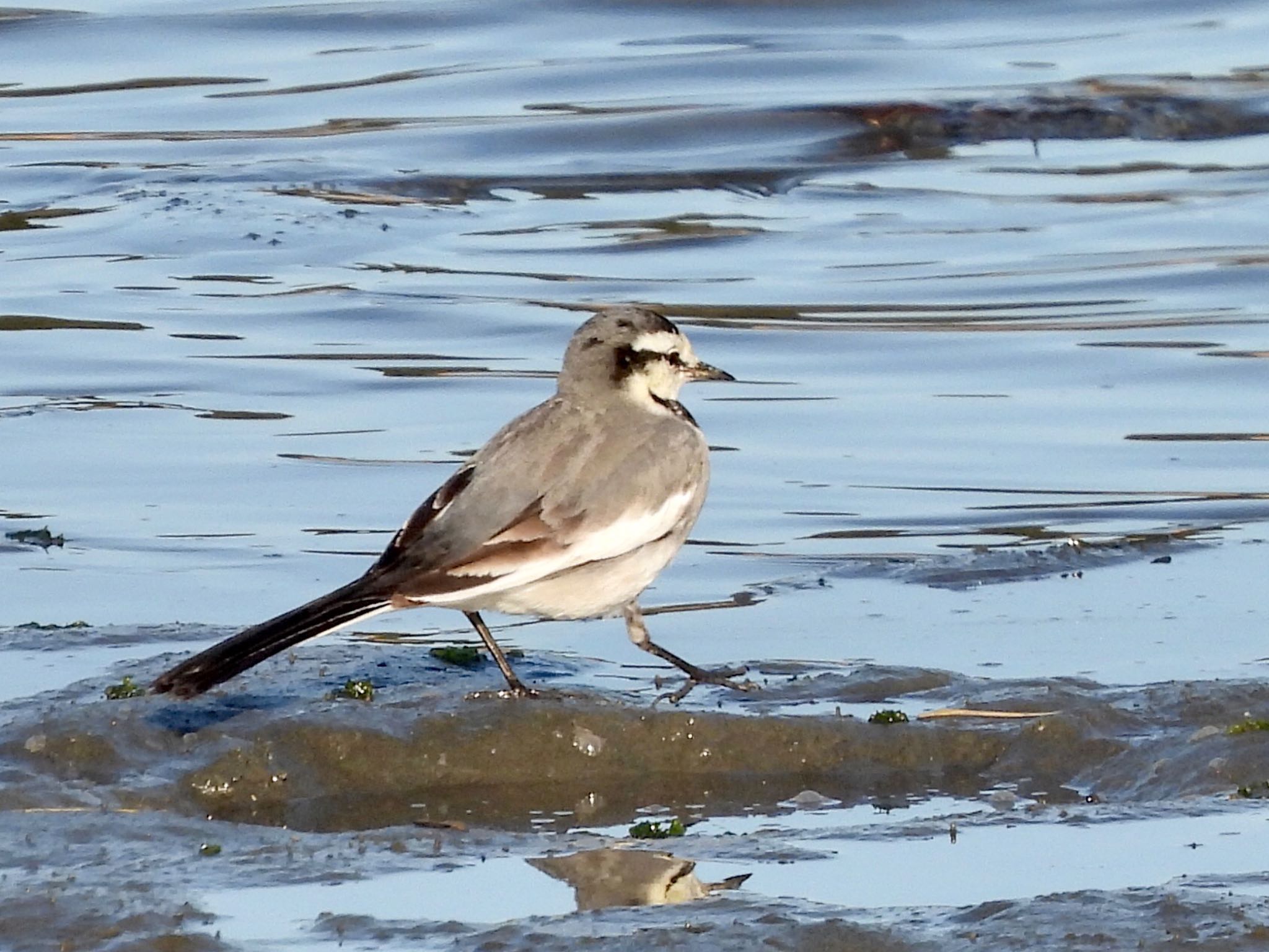 White Wagtail