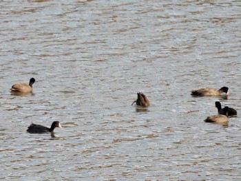 オオバン 東京港野鳥公園 2023年2月11日(土)