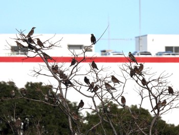 ツグミ 東京港野鳥公園 2023年2月11日(土)