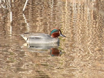 コガモ 東京港野鳥公園 2023年2月11日(土)