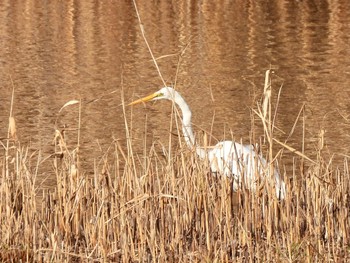 ダイサギ 東京港野鳥公園 2023年2月11日(土)