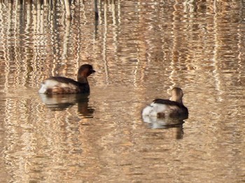 カイツブリ 東京港野鳥公園 2023年2月11日(土)