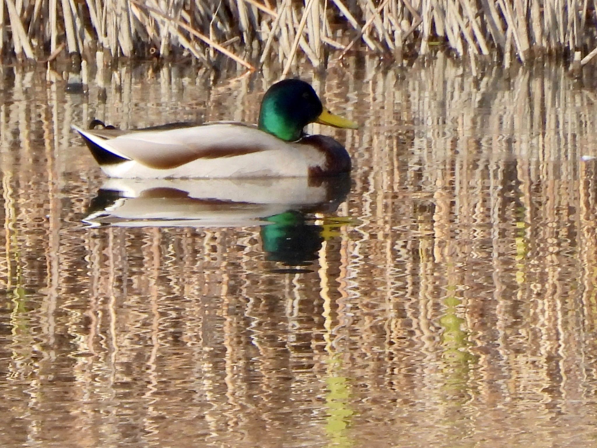 東京港野鳥公園 マガモの写真 by くー